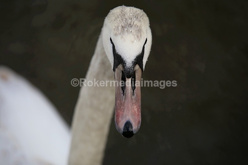  - Wildlife
