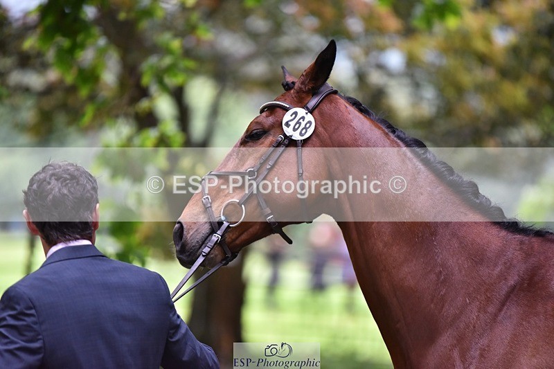 240522-163558-01037 - 268-TOM_DILLINGER-Hector_Payne