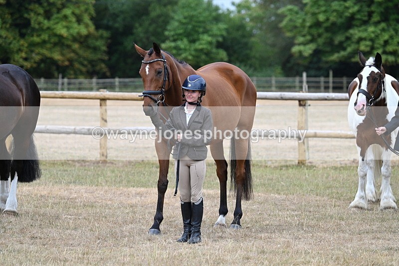 WJ7_9935 - Class 5a Most Handsome Gelding (above 14.2hh)