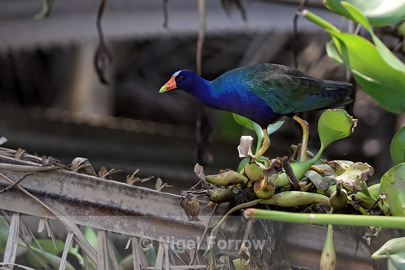 Purple Gallinule, Sierpe, Costa Rica - Purple Gallinule