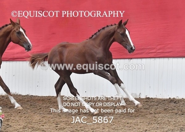 JAC_5867 - 11 Pandora of Westoak