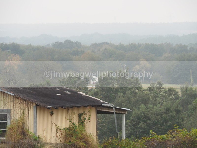 A Foggy Morning on County Road 455 Lake Co Florida - The World Around Me
