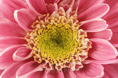  - Botanical/Macro