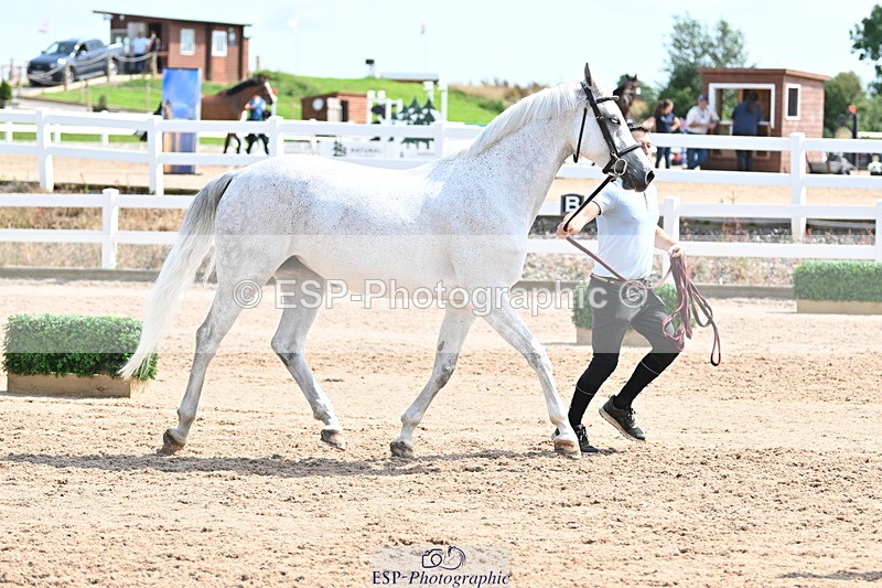 240717A-151759-02733 - Trot Up 3pm to 4pm