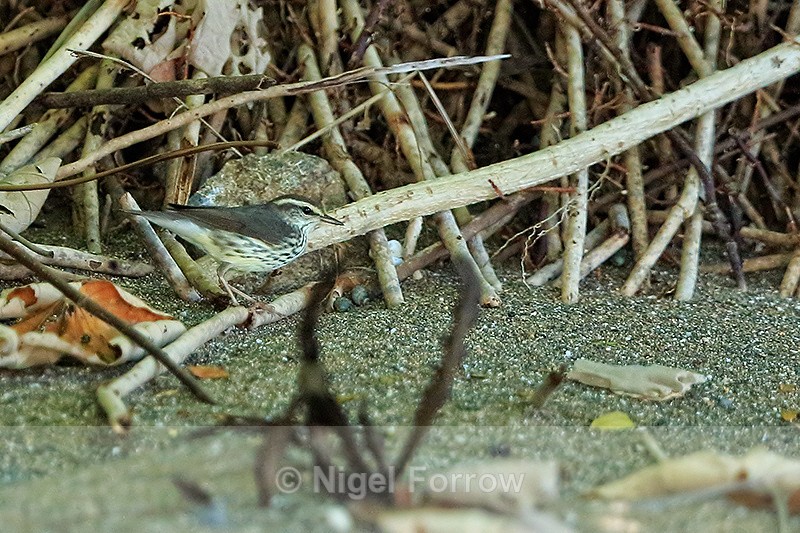 Northern Waterthrush, Cano Island, Costa Rica - Northern Waterthrush