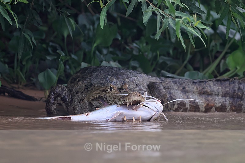 Yacare Caiman with catfish, Pantanal, Brazil - REPTILES & AMPHIBIANS