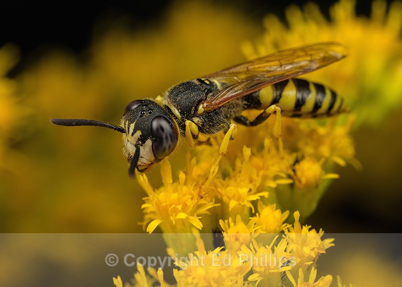 Philanthus triangulum (m) - Philanthus triangulum - The Bee-wolf