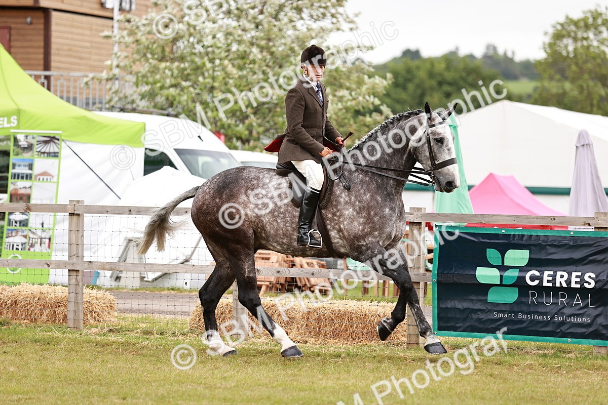 SBM_10916 - Class 81-84 - RIHS Ridden hunters Inc Ladies Hunter