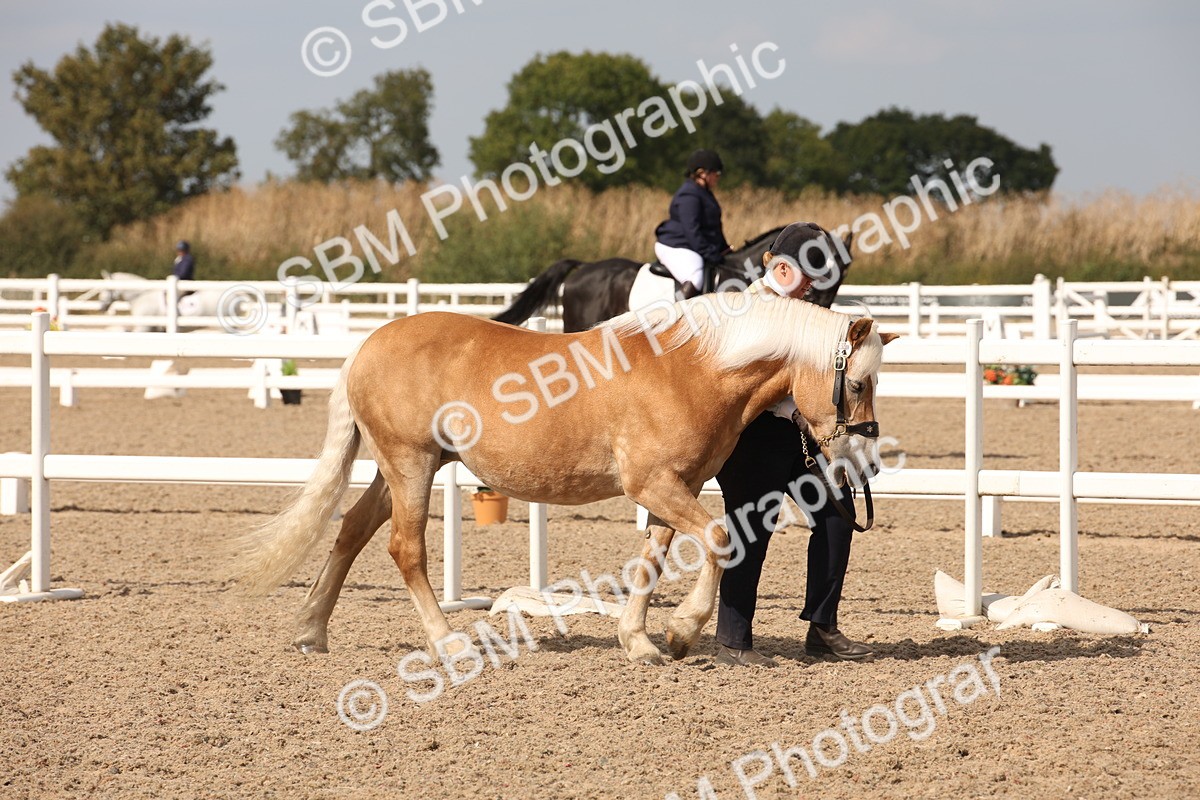 SBM_07038 - Class 25 IH Foreign Breeds- Pure bred
