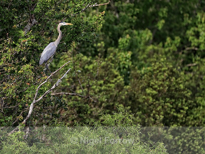 Great Blue Heron, Blue Cypress Lake, Florida - Great Blue Heron