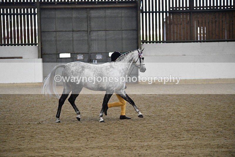 WJ5_5746 - Morning in hand Championship