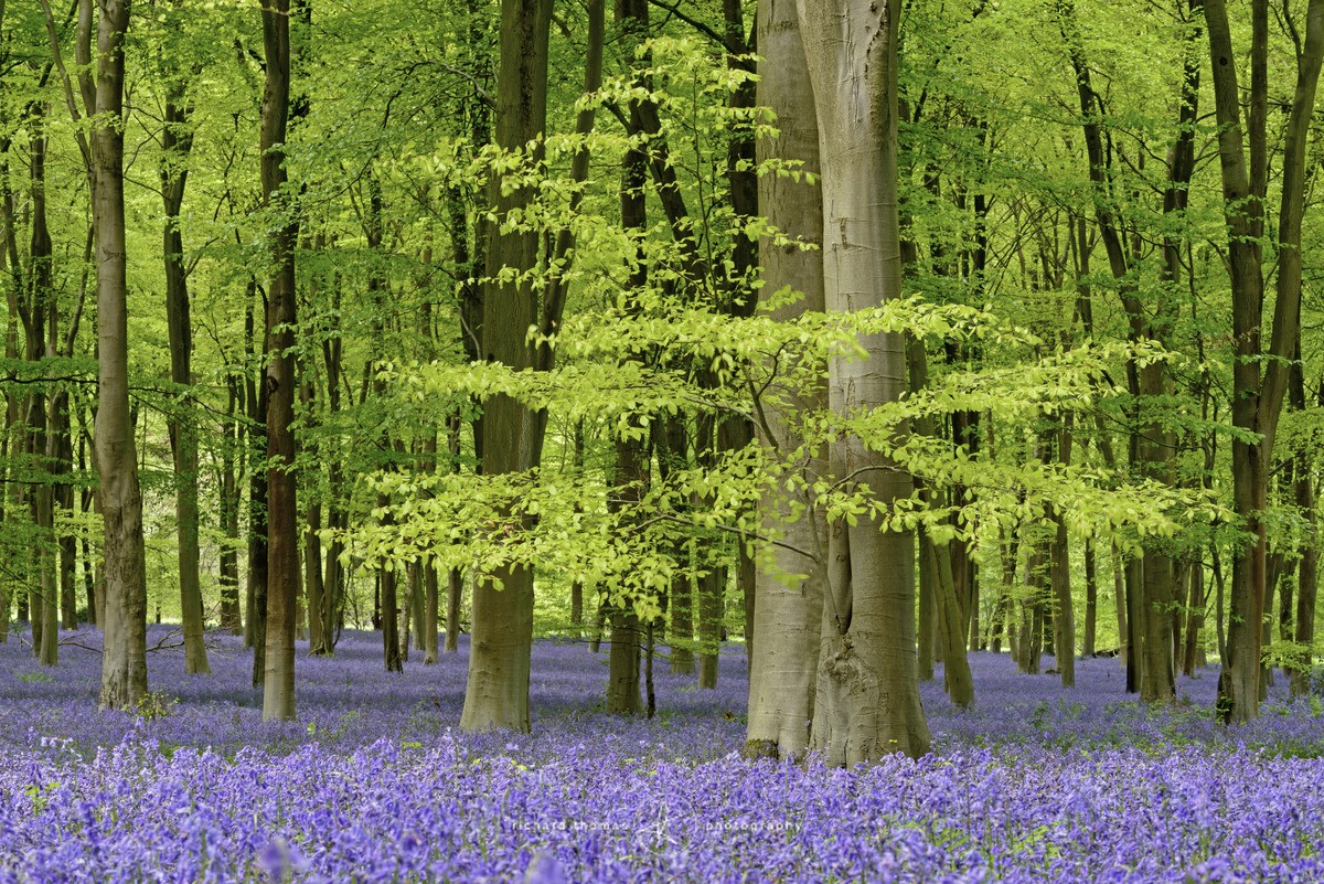 Micheldever May - BlueWood