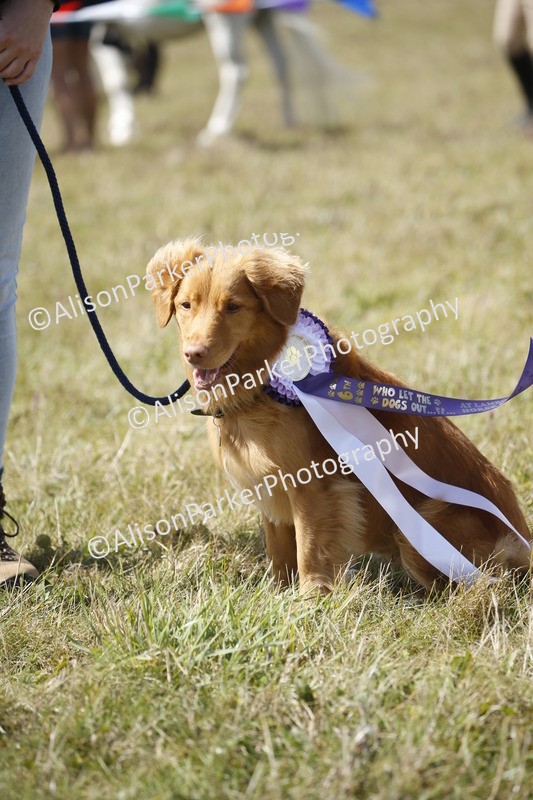 20250831-3694 - Dog Show