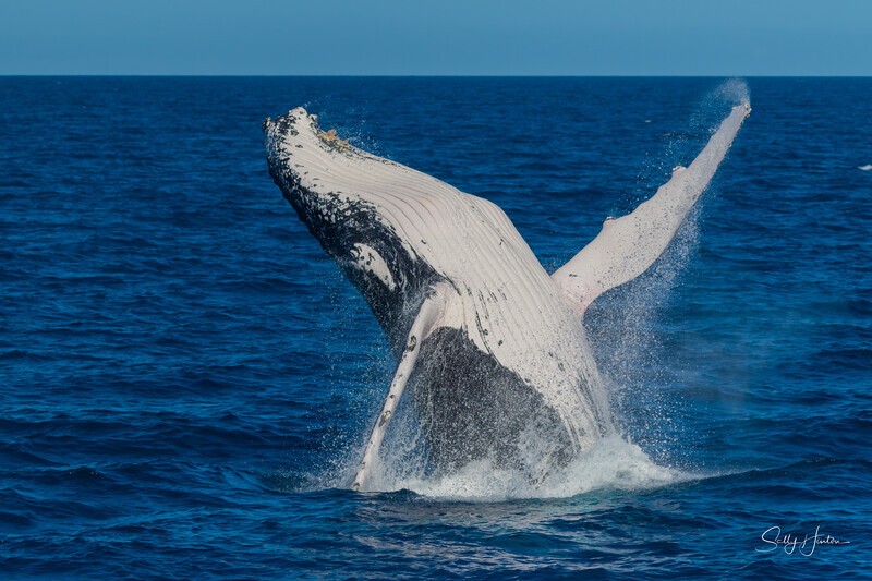 HB Breach 20. 0A3A6485 - 2025 Hervey Bay Whales
