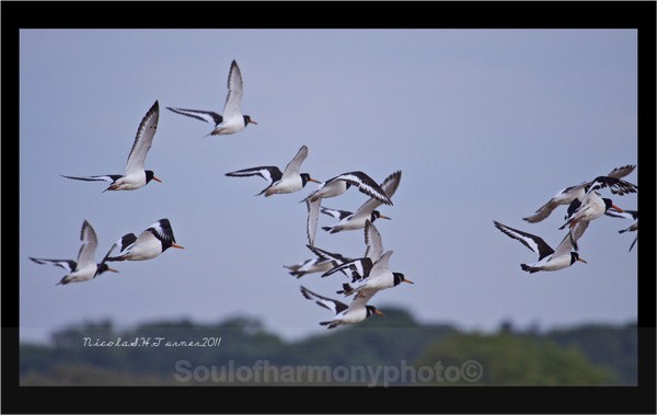 Oyster Catchers - Wildlife Wildlife