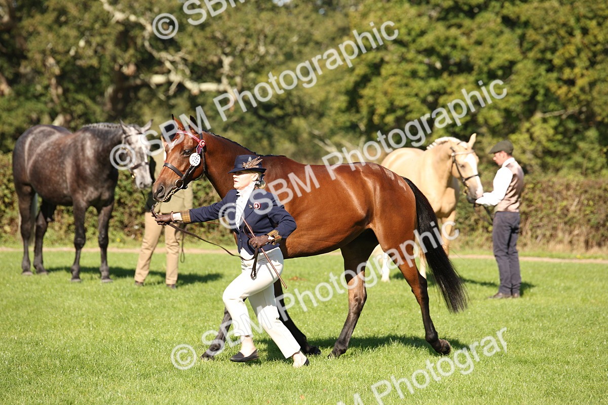 SBM_36637 - S10 - Best In Hand Horse & Pony