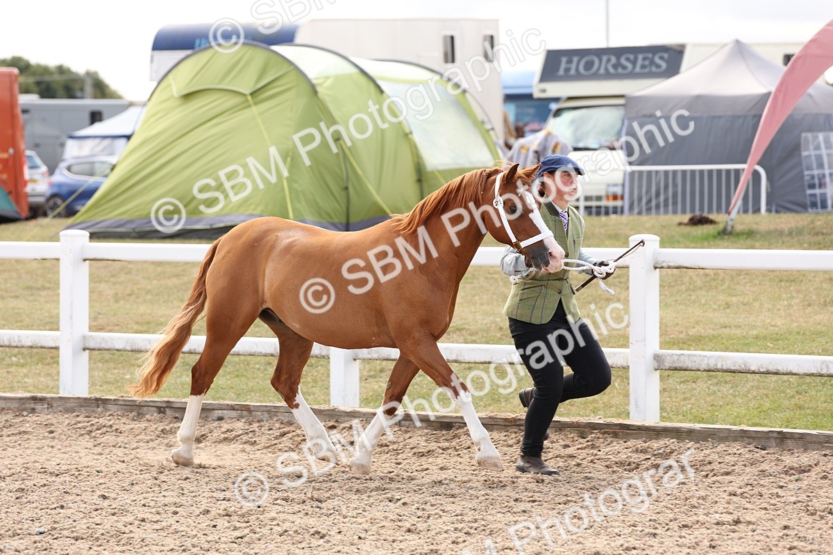 SBM_15087 - Class 209 - IH Veteran Pony