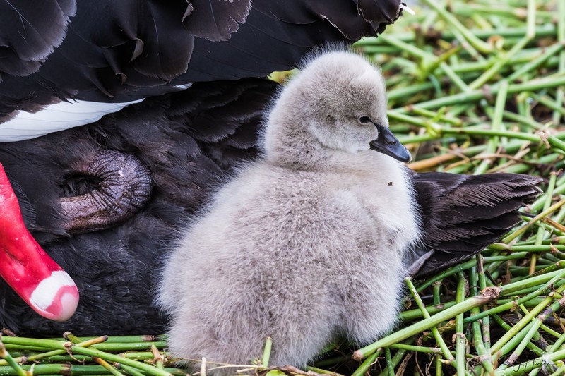Cygnet sleeping with Mum