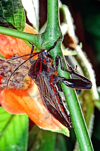 Assasin Bug - E. Highlands, Papua New Guinea - ANIMALS