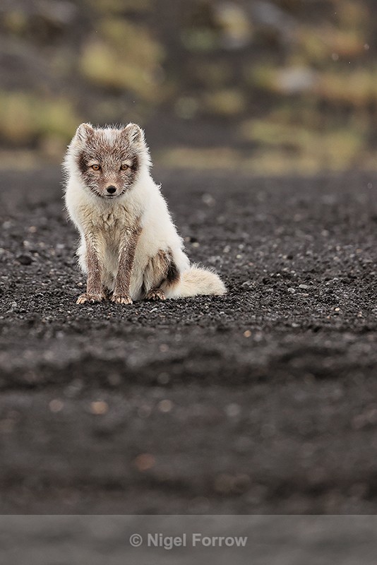 Arctic Fox sitting on volcanic ash, Katla Ice Cave, Iceland - Arctic Fox