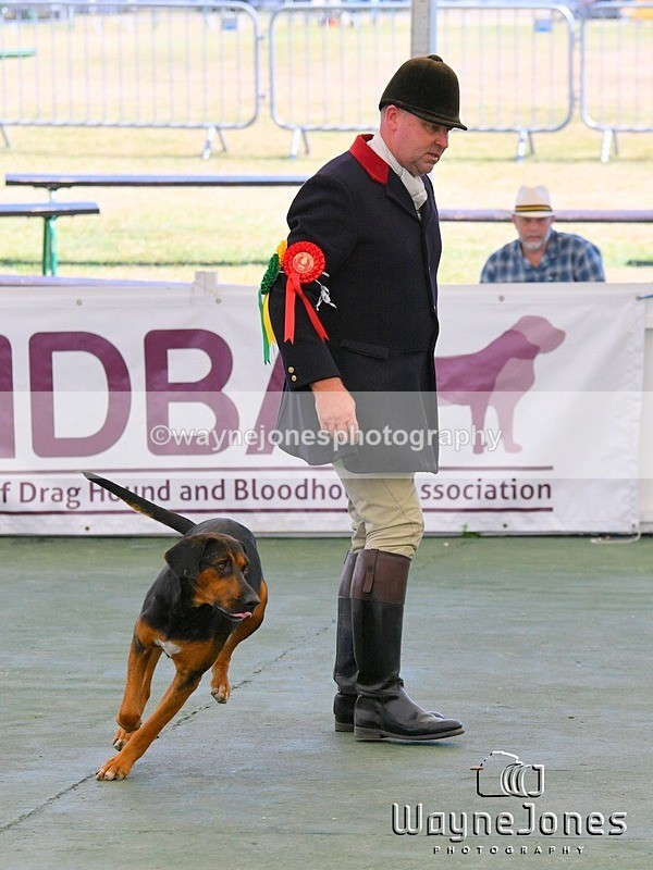 WJ5_0815 - Berks & Bucks at the Great Yorkshire Show 2025