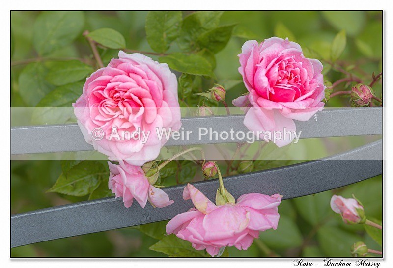 190710-untitled-1L4A2366-Edit - Plants & Flowers