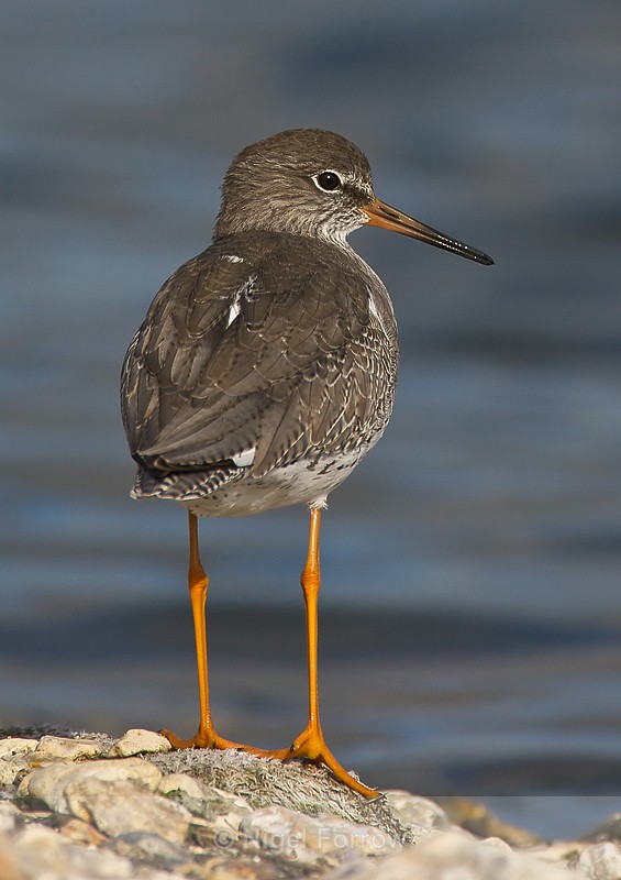 Redshank portrait - Redshank