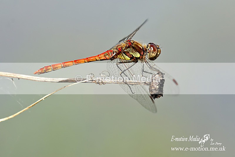 BE240819 1079a - Nature