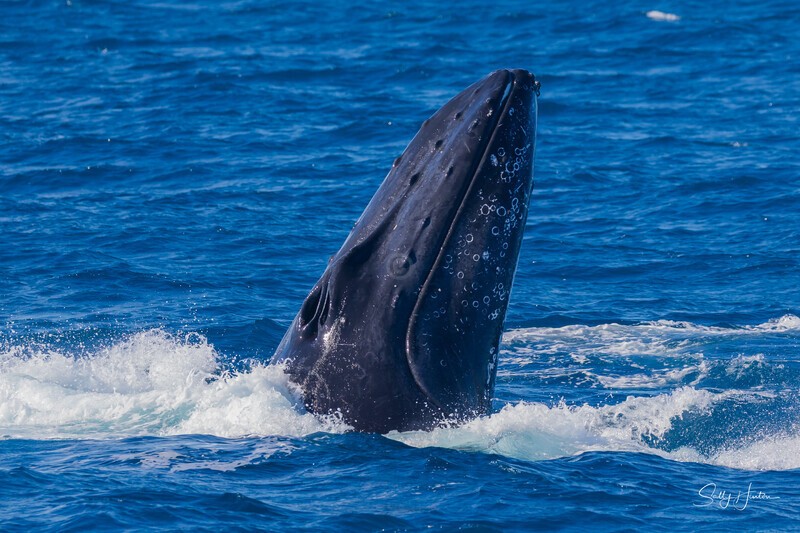 HB Breach 14. 0A3A6264 - 2025 Hervey Bay Whales