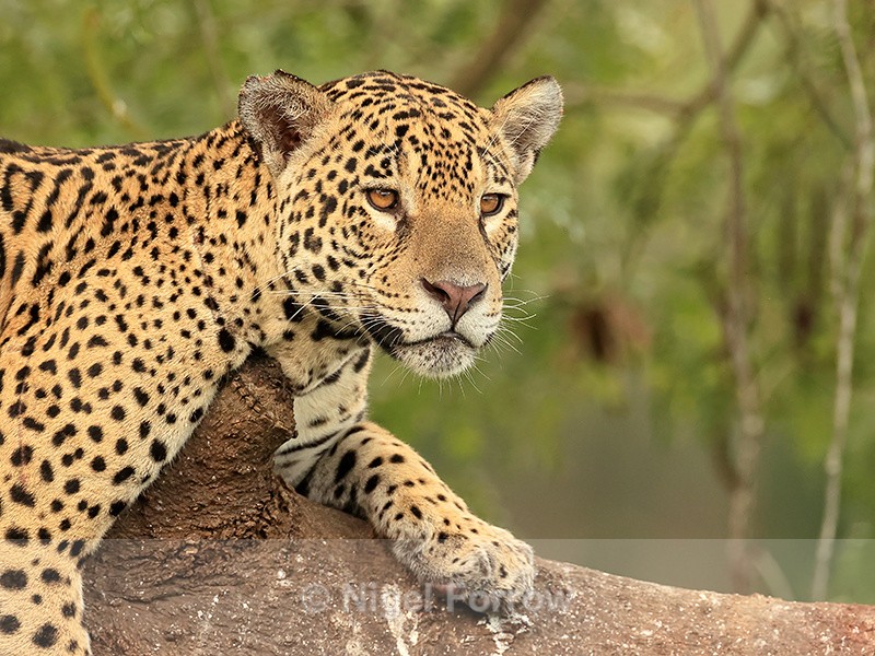 Jaguar on tree branch, close view, Mato Grosso, Brazil - Jaguar