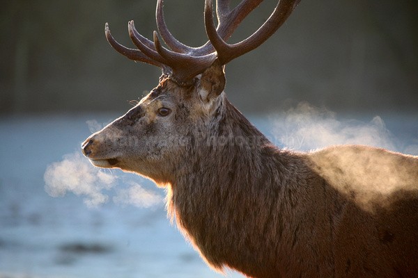 Stag _ AGTO117 - Wildlife, Mammal Photography, Great Britain