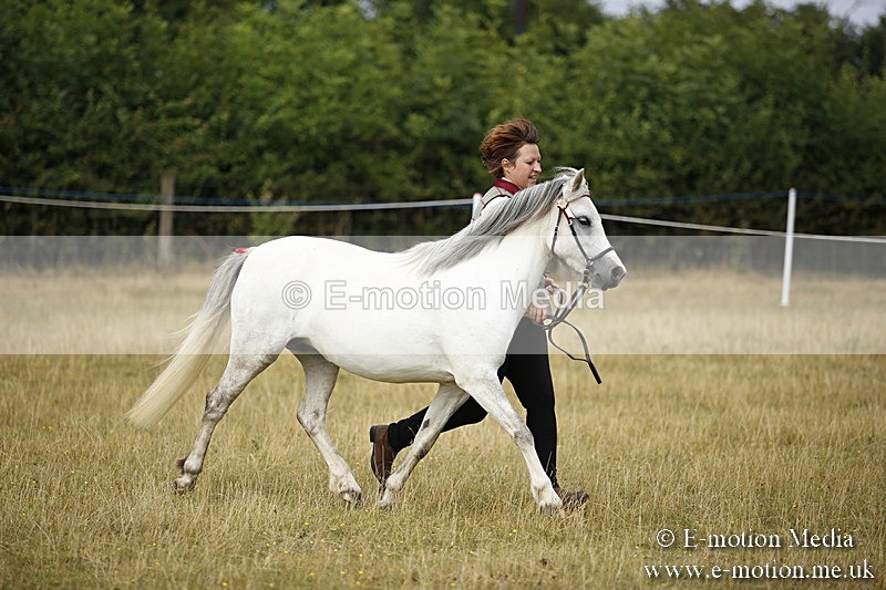 _C7A9556 - BVRC Sow 2018 Ring 2