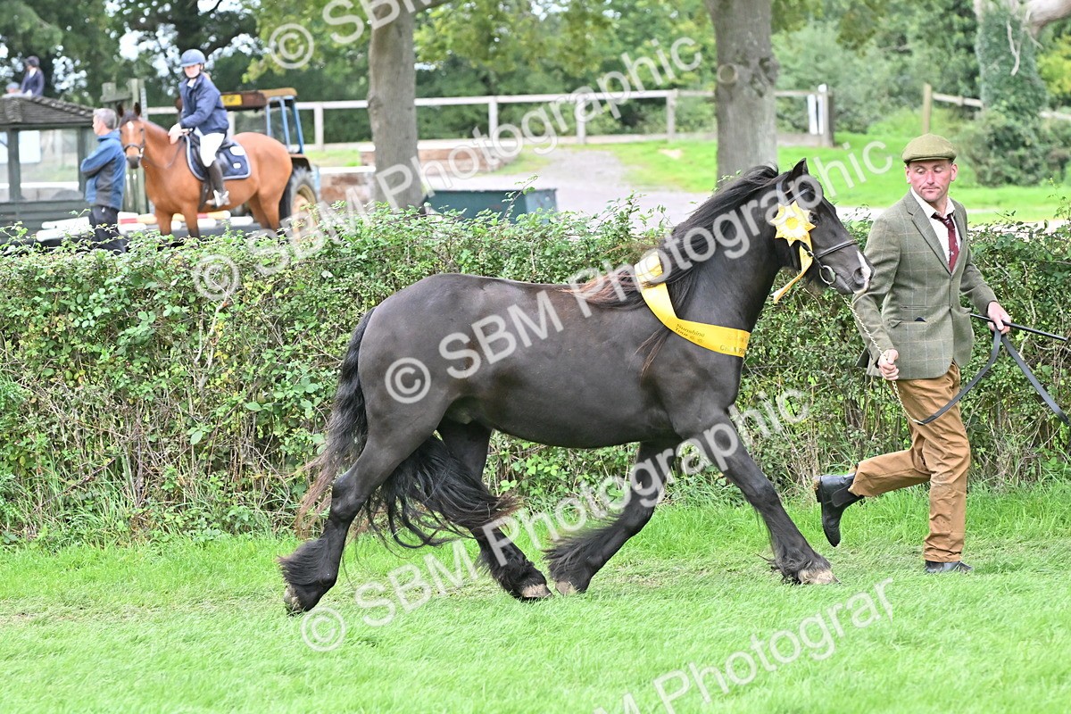 SBM_65003 - In Hand Pony & Younstock Supreme Championship