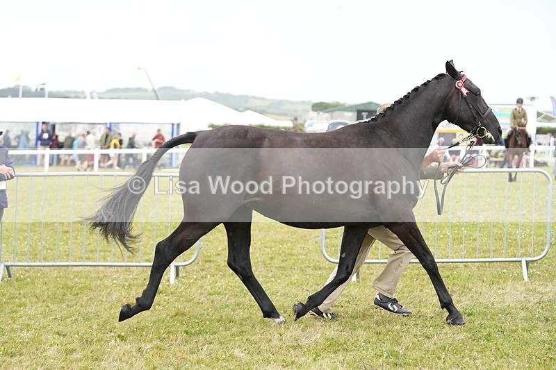 DSC06441 - Hunter/Riding Horse/Hack In Hand Championship