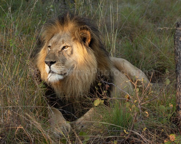 safari-367 - African Wildlife