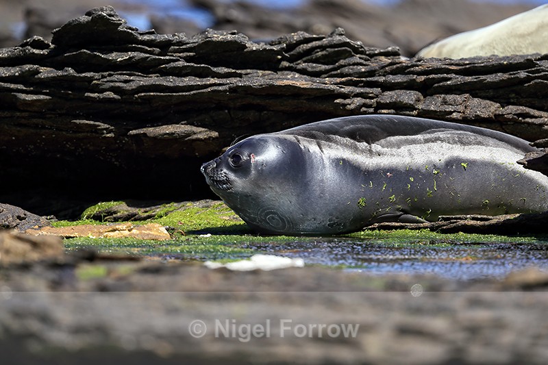 Southern Elephant Seal head profile, Carcass Island, Falklands - Seal