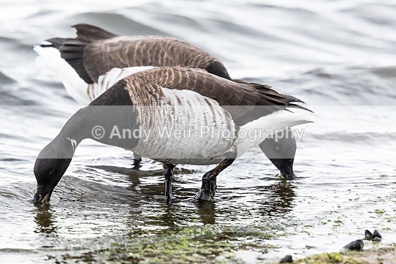 180307-Wirral0149 - Geese & Swans