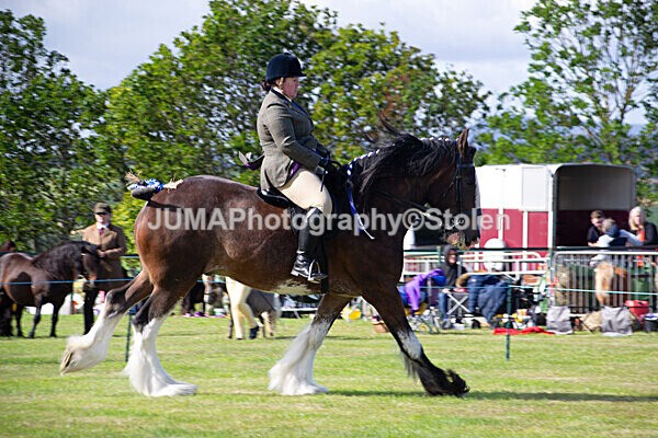 DSC_0248 - Ring 1