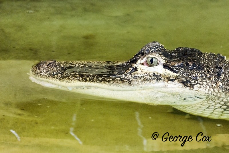 Alligator