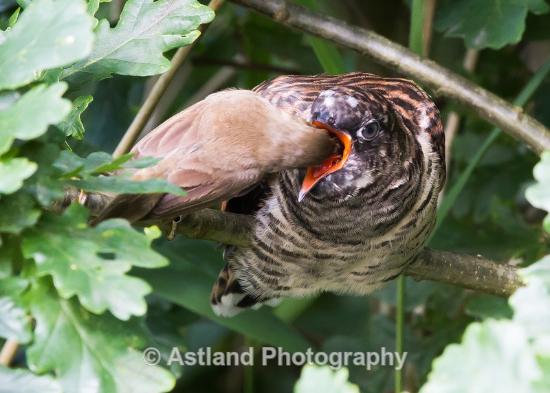 Astland Photography, Bird and Wildlife Images, Susan and Peter Wilson, U.K.