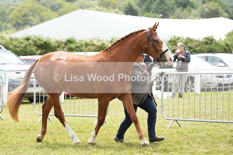 DSC06128 - Class 54: Hunter/Riding Horse/Hack 1 & 2 yr olds