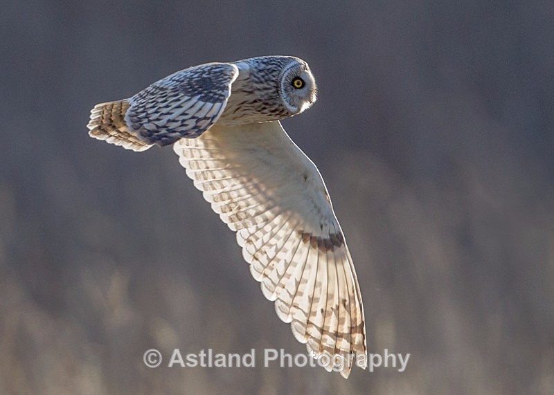 Astland Photography, Bird and Wildlife Images, Susan and Peter Wilson, U.K.