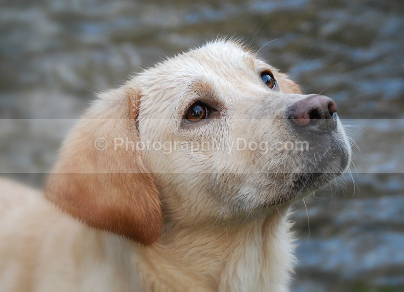  - Yellow and Black Labradors