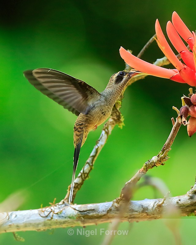 Long-billed Hermit feeding, Osa Peninsula, Costa Rica - Long-billed Hermit