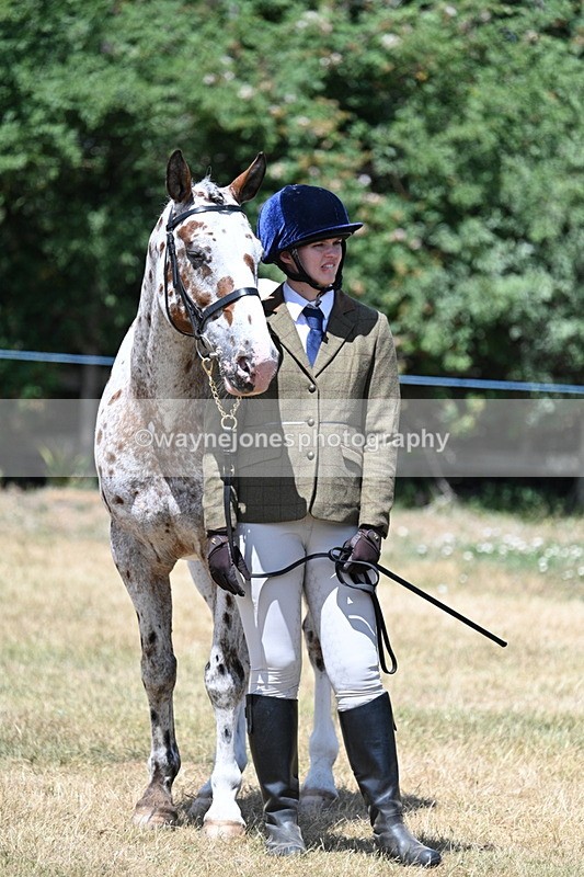 WJ7_2424 - Class 5a Most Handsome Gelding in hand (above 14.2hh)