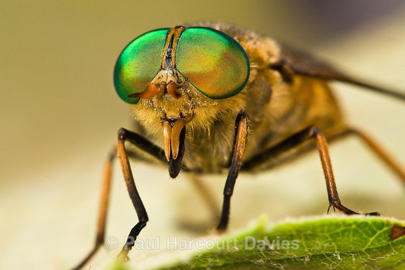  - Bugs: Macro insects