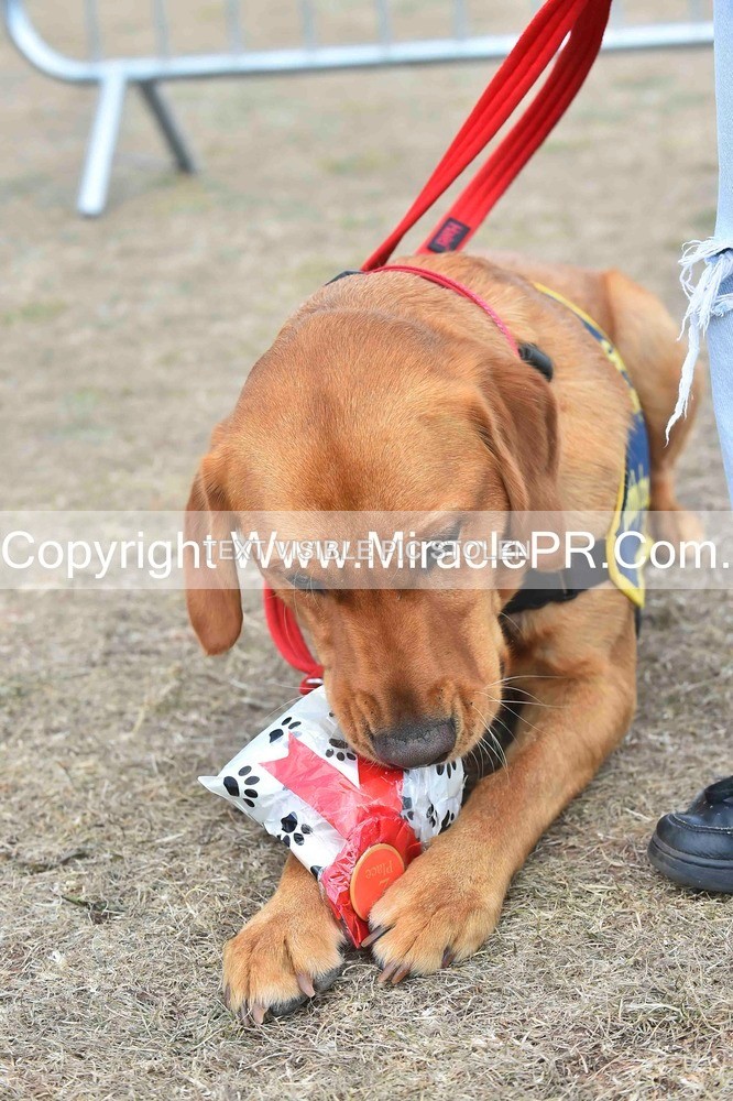 SH4_0174 - Dog show.