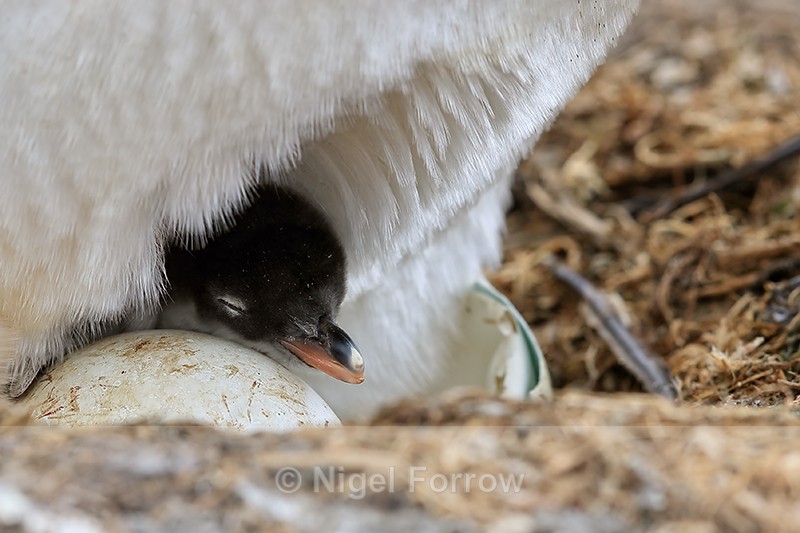 Gentoo Penguin chick by unhatched egg, Sea Lion Island, Falklands - Gentoo Penguin