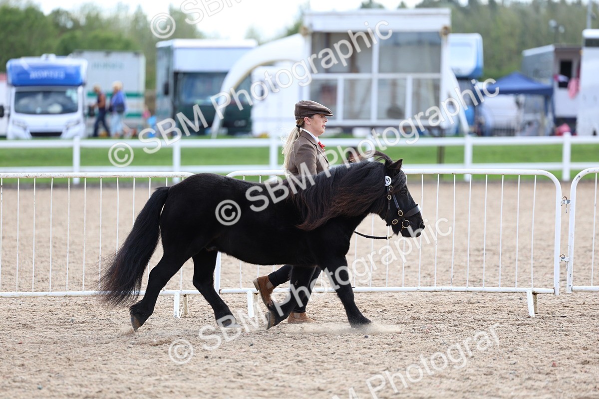 SBM_18705 - Class 317 - IH Pure Bred Horse-Pony