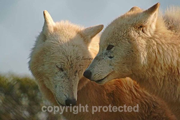 White Wolves - Nuna and Toba (Woodside Wildlife Park) - Smaller Cats & Other Wildlife - Wolves